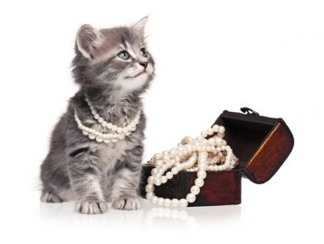 chat avec bijoux