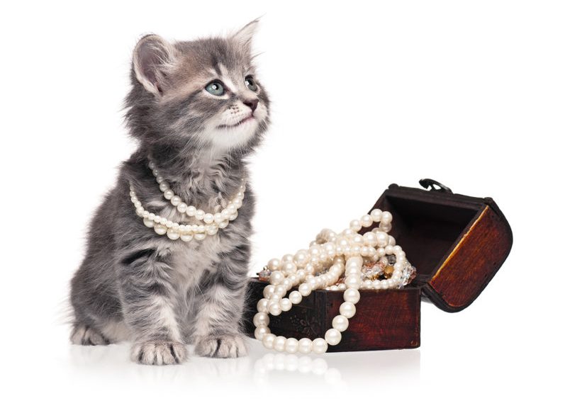 chat avec bijoux